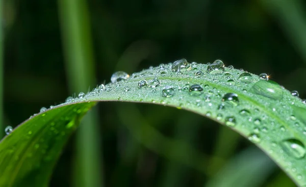 Dew Droplets Wild Grass Surface — Stock Photo, Image