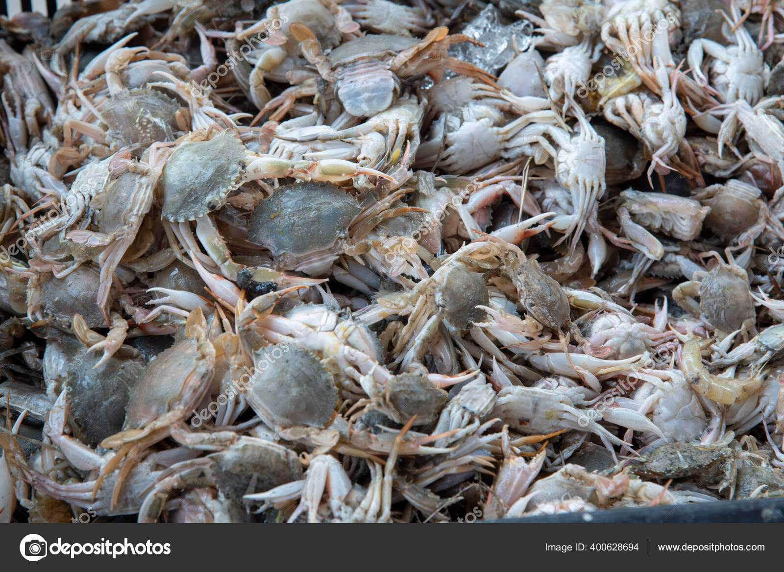 Fisherman Cut Small Baby Rock Crabs Fishing Bait Stock Photo by  ©sweemingyoung 400628694