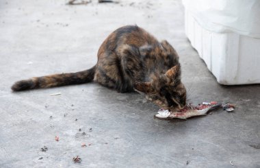 Evsiz sokak kedisi çiğ balık yiyor 