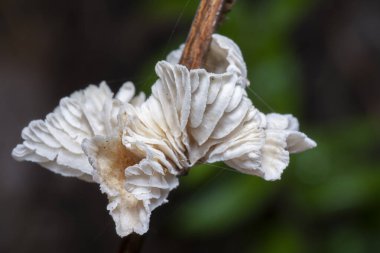 Beyaz yelpaze şekilli vahşi mantarın yakın çekimi..