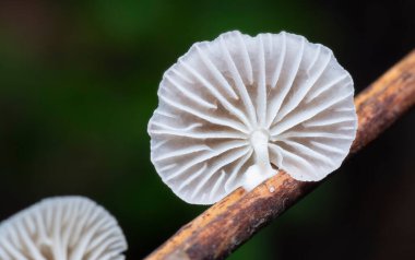 close shot of the white fan-shaped wild mushroom. clipart