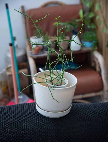 Снимок Домашнего Растения Euphorbia Tirucalli — стоковое фото