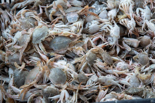 Visser Gesneden Kleine Baby Rots Krabben Voor Het Vissen Aas — Stockfoto