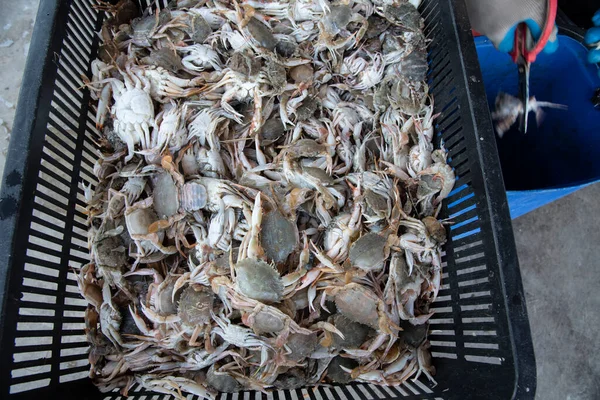 Balıkçılar Balık Yemi Olarak Küçük Kaya Yengeçlerini Kestiler — Stok fotoğraf
