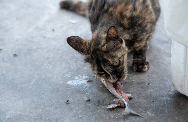 Obdachlose Streunende Katze Frisst Rohen Fisch — Stockfoto
