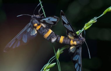 Amata bicincta güvesinin yakın çekimi