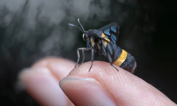 Colpo Ravvicinato Amata Bicincta Falena — Foto Stock