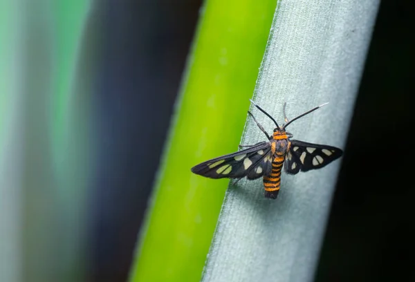 Κοντινό Πλάνο Του Amata Huebneri Moth — Φωτογραφία Αρχείου