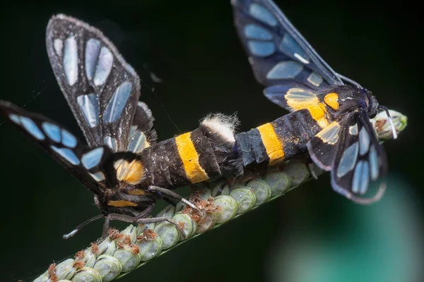 Κοντινό Πλάνο Του Amata Bicincta Moth — Φωτογραφία Αρχείου