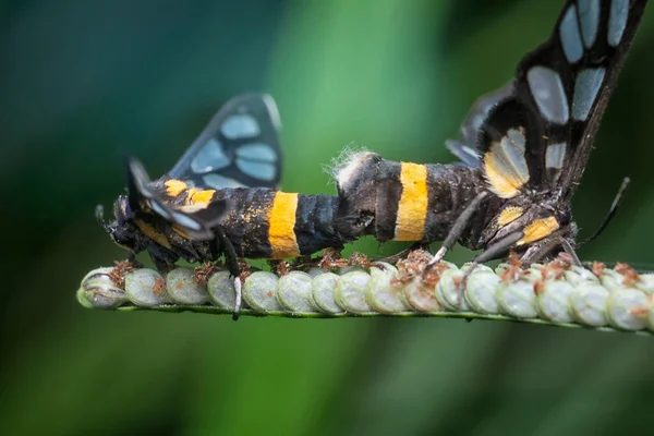 Κοντινό Πλάνο Του Amata Bicincta Moth — Φωτογραφία Αρχείου