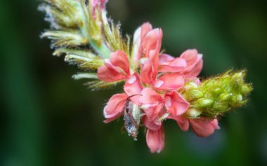 Indigofera hirsuta çiçeğinin yakın çekimi