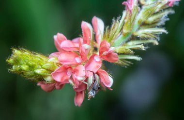 Indigofera hirsuta çiçeğinin yakın çekimi