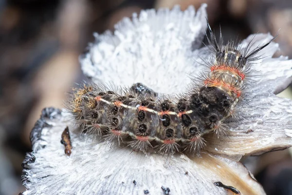 Közeli Lövés Tussock Moth Hernyó — Stock Fotó