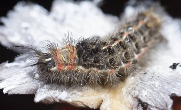 Närbild Tussock Moth Larv — Stockfoto