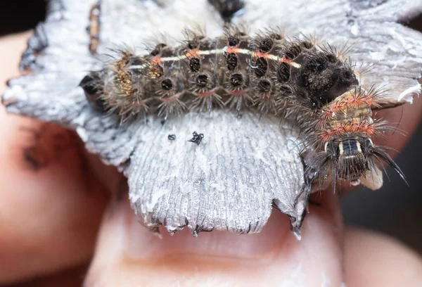 Tiro Cerca Oruga Polilla Tussock —  Fotos de Stock