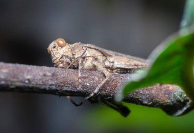 Çürüyen sıradan bir tarla çekirgesi dalına tünemiş..