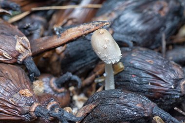 Çürümüş palmiye tohumu kümesinin yüzeyinde yenmez beyaz mantar ölüyor..
