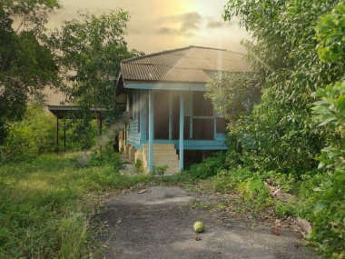 Terk edilmiş eski hükümet konutlarında aşırı büyüme 