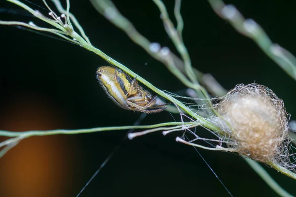 Tiro Cerca Bebé Jardín Orbe Web Araña — Foto de Stock