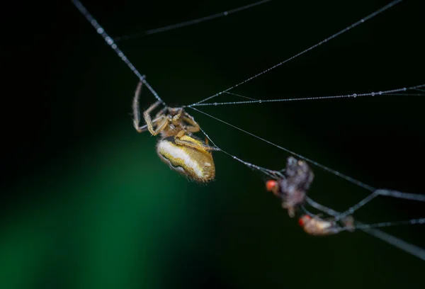 近距离拍摄的婴儿花园球状蜘蛛网蜘蛛 — 图库照片