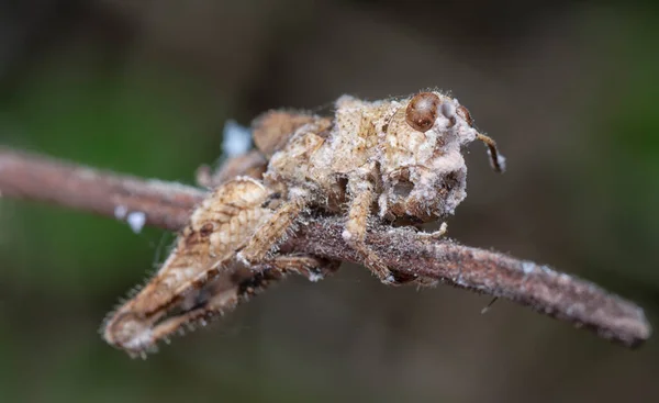 Sauterelle Des Champs Décomposition Morte Perchée Sur Branche — Photo