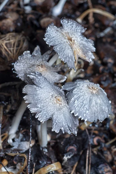 Morrendo Cogumelo Branco Não Comestível Superfície Aglomerado Podre Sementes Palma — Fotografia de Stock