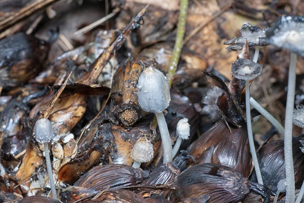 Dying Inedible White Mushroom Surface Rotten Cluster Oil Palm Seeds — Stock Photo, Image