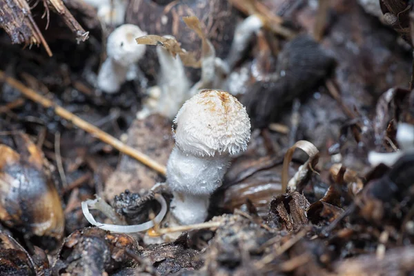 Morrendo Cogumelo Branco Não Comestível Superfície Aglomerado Podre Sementes Palma — Fotografia de Stock