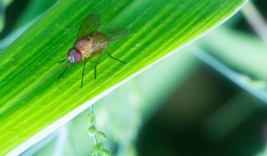 Drosophila meyve sineğinin yakın çekimi