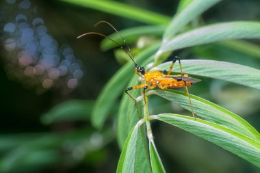 Sarı suikast böceğinin yakın çekimi.