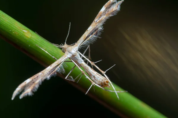 Κοντινή Λήψη Του Plume Pterophorid Moth — Φωτογραφία Αρχείου