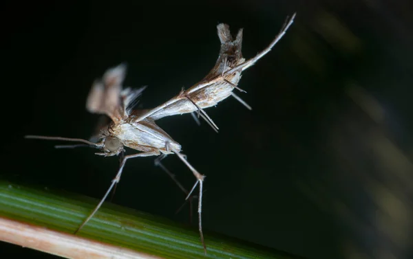 Tiro Cerca Plume Pterophorid Moth —  Fotos de Stock
