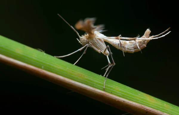 Tiro Próximo Plume Pterophorid Moth — Fotografia de Stock