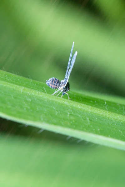 Plano Cerrado Planthopper Derbid — Foto de Stock