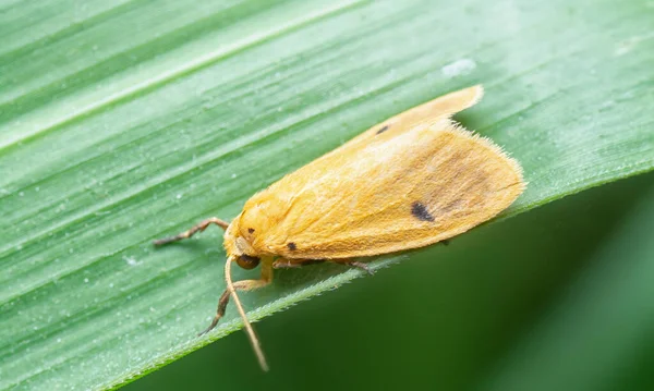 Orange Black Spot Moth — Stock Photo, Image