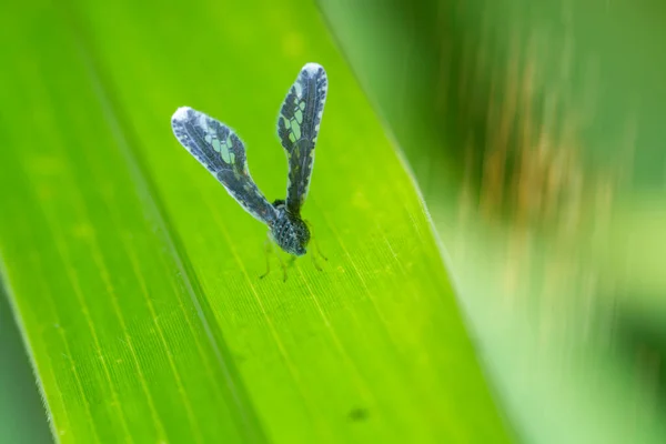 Plano Cerrado Planthopper Derbid — Foto de Stock