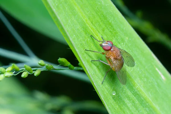 Drosophila Meyve Sineğinin Yakın Çekimi — Stok fotoğraf