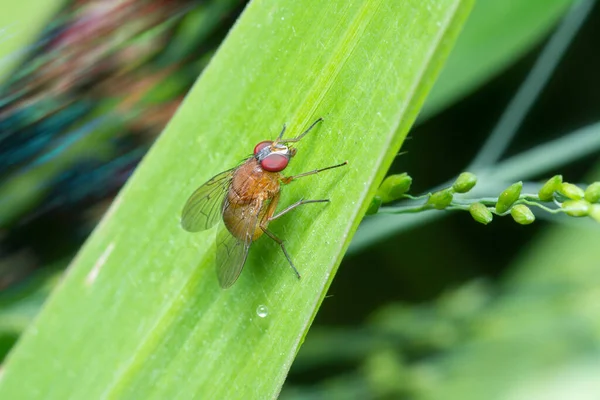 Tiro Perto Mosca Fruta Drosophila — Fotografia de Stock