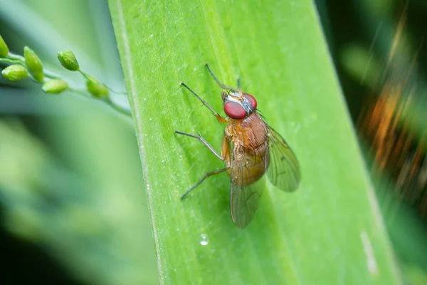 Nahaufnahme Einer Drosophila Fruchtfliege — Stockfoto