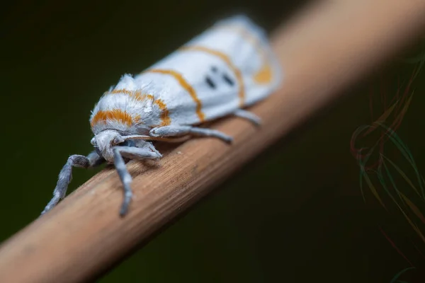 White Orange Striped Moth — Stock Photo, Image
