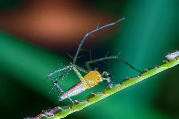 Cerca Oxyopes Salticus Spider —  Fotos de Stock