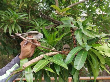 Zebra güvercini görüntüsü ve kafeslenmiş bir kamuflaj..