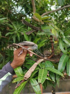 Zebra güvercini görüntüsü ve kafeslenmiş bir kamuflaj..