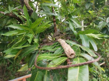 Zebra güvercini görüntüsü ve kafeslenmiş bir kamuflaj..