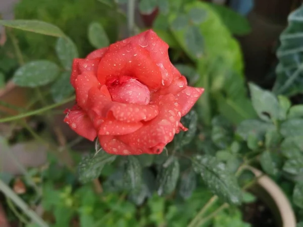 Bellissimo Fiore Rosa Chinensis Jacq Bagnato Rosa — Foto Stock