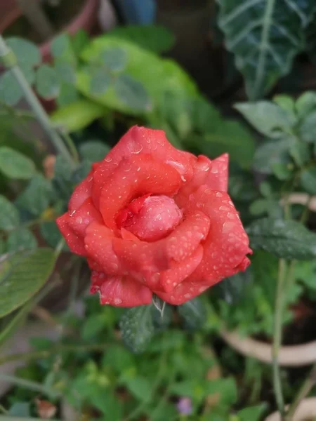 Hermosa Rosa Rosa Mojada Chinensis Jacq Flor — Foto de Stock