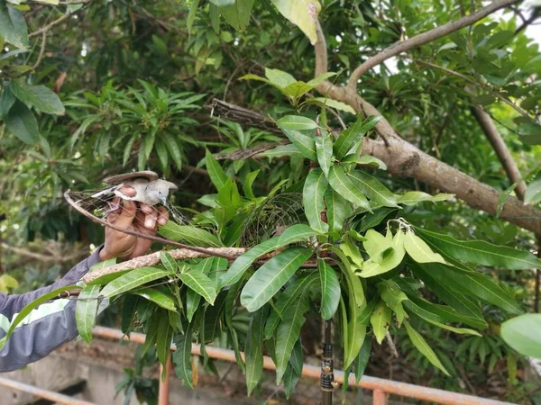 Zebra güvercini görüntüsü ve kafeslenmiş bir kamuflaj..