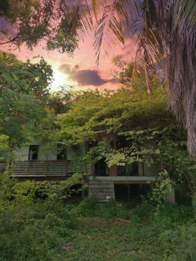 Terk edilmiş eski hükümet bölgesinde aşırı büyüme