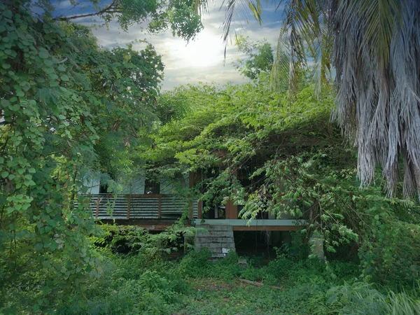 Terk edilmiş eski hükümet bölgesinde aşırı büyüme