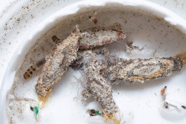 Tinea Pellionella larvalarına yakın çekim